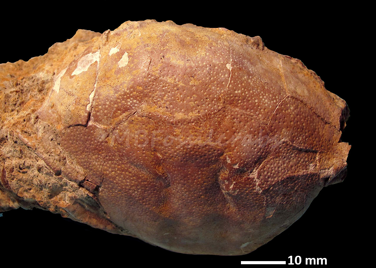 Harpactoxanthonsis kressenbergensis
